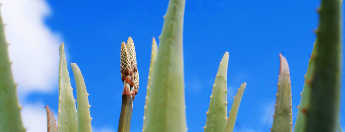 Gran Canaria