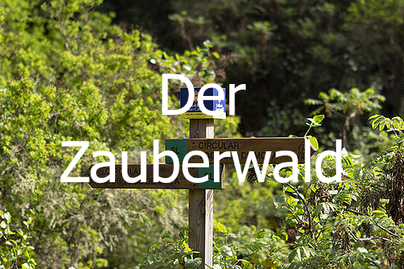 Ein Märchentag im Zauberwald von Gran Canaria: Los Tilos de Moya