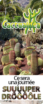 Cactualdea