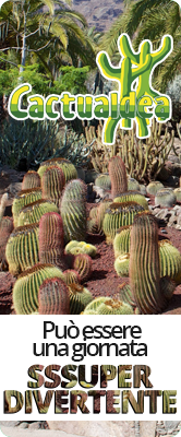 Cactualdea