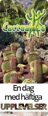 Cactualdea