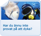 Dykning
