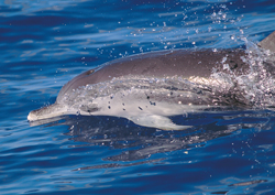 Golfinho no mar de Gran Canaria