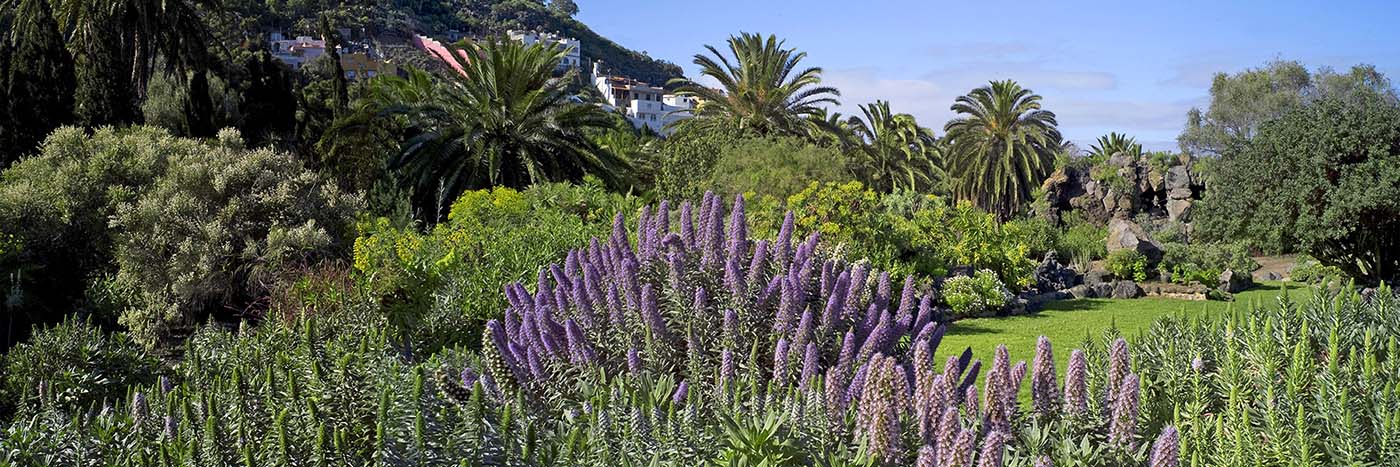 Jardin Canario