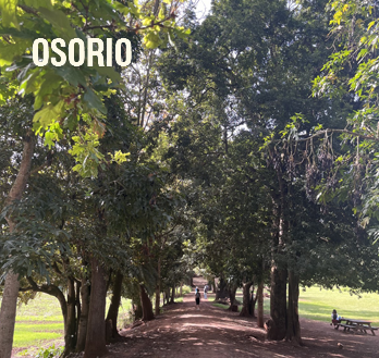 Osorio