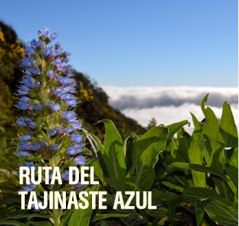 Ruta del Tajinaste Azul