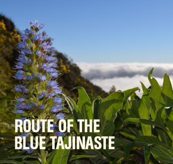 Route of the Blue Tajinaste