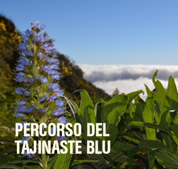 Percorso del Tajinaste Blu