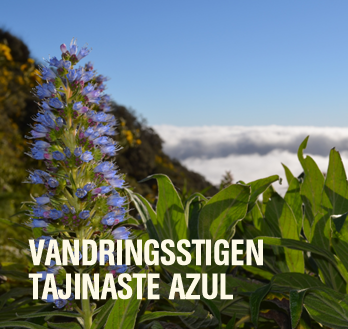 Vandringsstigen Tajinaste Azul