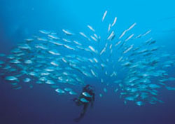 Un submarinista buceando en los fondos de la isla