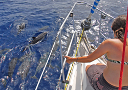 Whale spotting boat in Gran Canaria