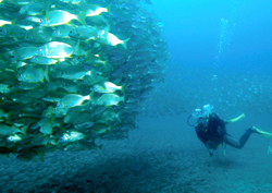 Deep sea diver under  the sea at Mogán