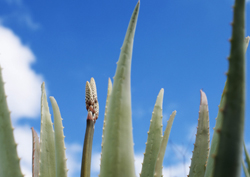 Växt av Aloe Vera