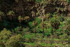 Barranco de Guayadeque