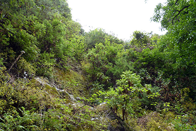 Reserva Natural Integral del Barranco Oscuro