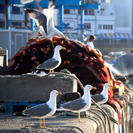 [] Gaviotas en el puerto de Las Nieves