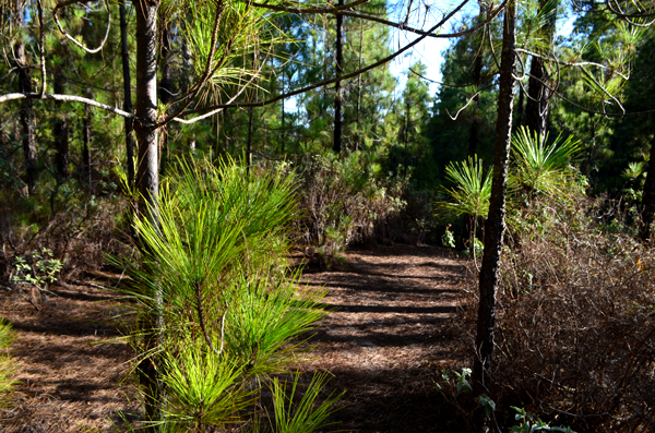 Gran Canaria's hinterland