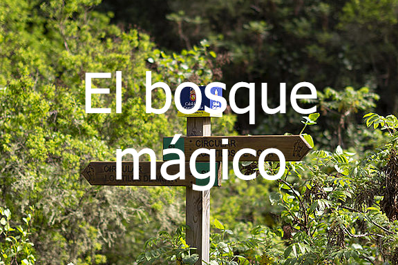 El Bosque Mágico