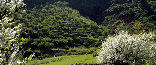 [] Barranco de Guayadeque