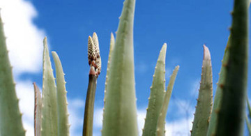 Detail einer Aloe-Pflanze