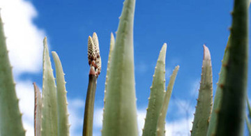 Pormenor da planta de Aloé Vera