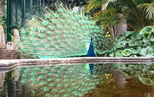 Ein Pfau präsentiert seine Federpracht im Garten der Marquise