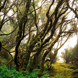 Bosco umido nell'entroterra di Gran Canaria