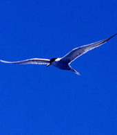 A bird swooping across the skies on a sunny day