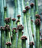 Plantes d’agave