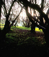 Arbres de l’intérieur de Gran Canaria au coucher du soleil