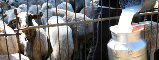 Beim Einsammeln der Milch