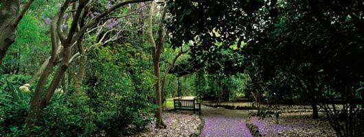 View of a path in the Botanical Gardens of Viera y Clavijo