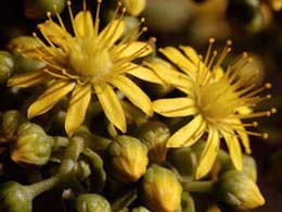 Blomma i Botaniska Trädgården Viera y Clavijo