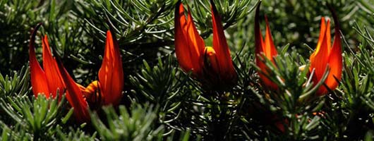 Röd blomma i Botaniska Trädgården Viera y Clavijo