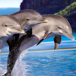 Três golfinhos a saltar durante o seu espetáculo