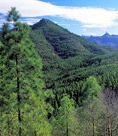 View of Tamadaba