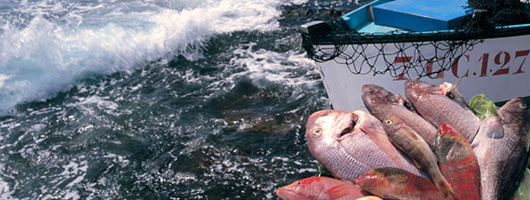 Varietà di pesce con mare sullo sfondo