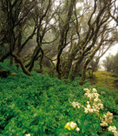 Forêt de tilleuls de Moya