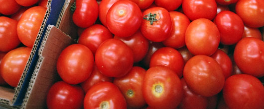 Red tomatoes grown in the south of Gran Canaria