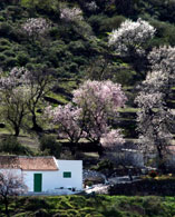 Vue d’une maison des Canaries au milieu des amandiers