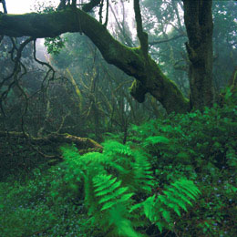 Bosco nell'entroterra di Gran Canaria