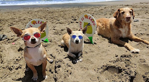 Servicios para Pets - Web de Turismo de Gran Canaria